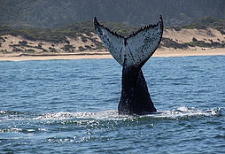csm-ocean-conservation-10-d1bd8cf840.jpg