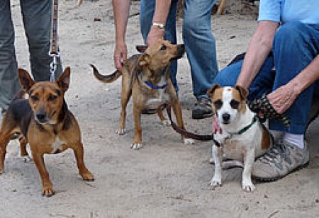 csm-domestic-animal-rescue-2-01-2de6784f3a.jpg