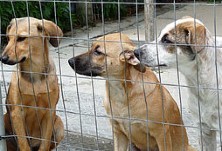 csm-domestic-animal-rescue-5-01-f4377a198f.jpg