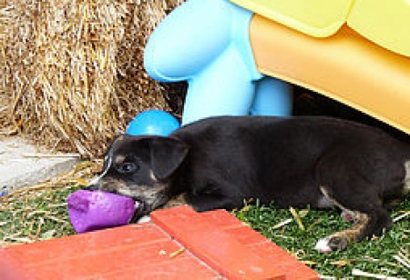 csm-domestic-animal-rescue-6-01-9a9c59a55d.jpg