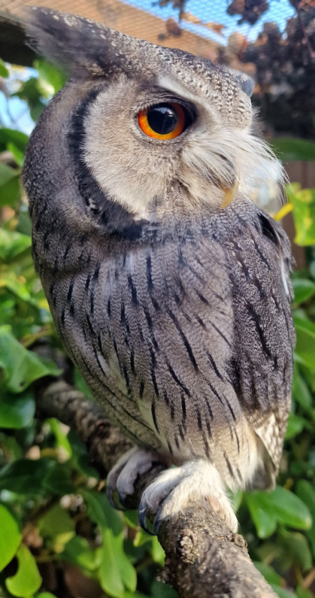 bedes-zoology-1.jpg