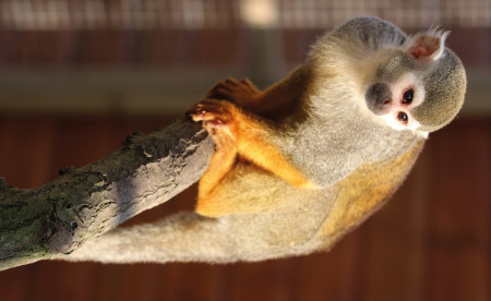 bedes-zoology-15.jpg