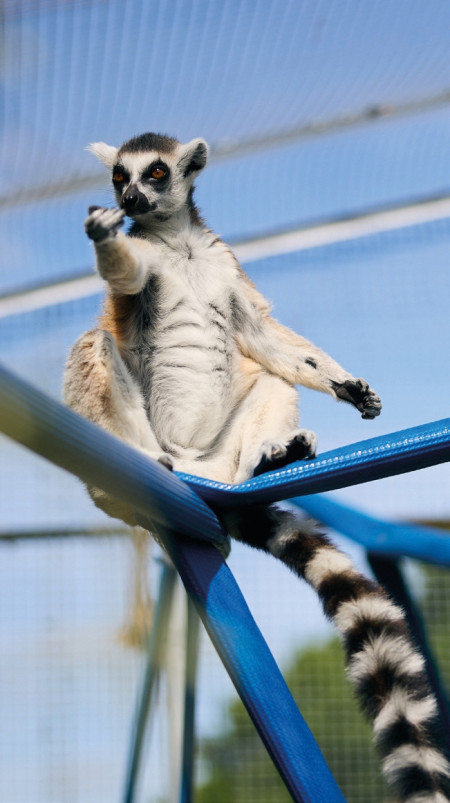 bedes-zoology-25.jpg