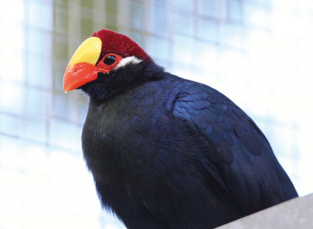 bedes-zoology-41.jpg