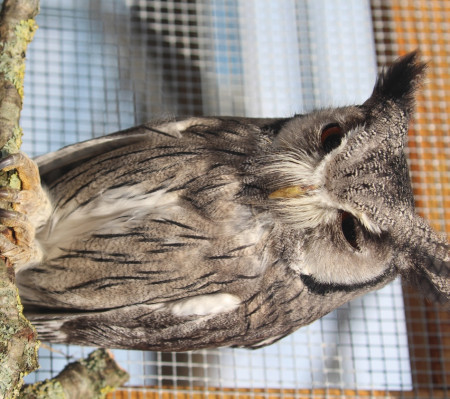 bedes-zoology-43.jpg