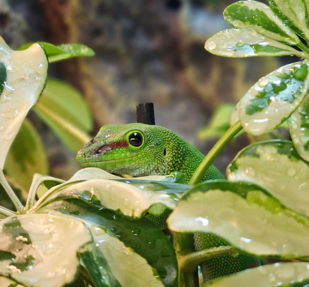 bedes-zoology-7.jpg